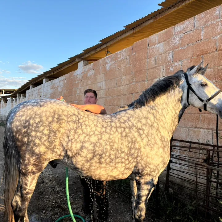 eltorerillo0