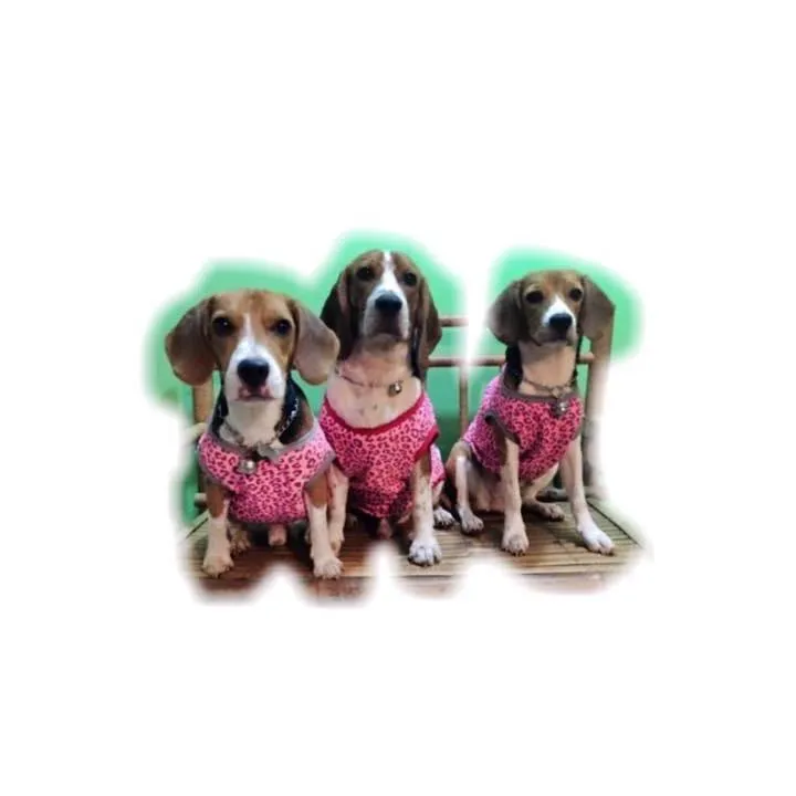 beaglesl