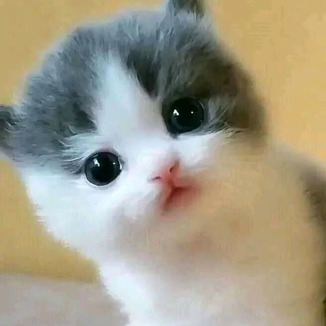 padubeb2