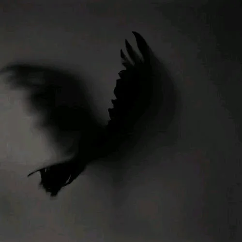 shadow_7qu