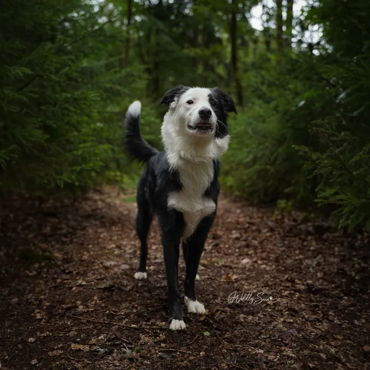 @bordermix.jack