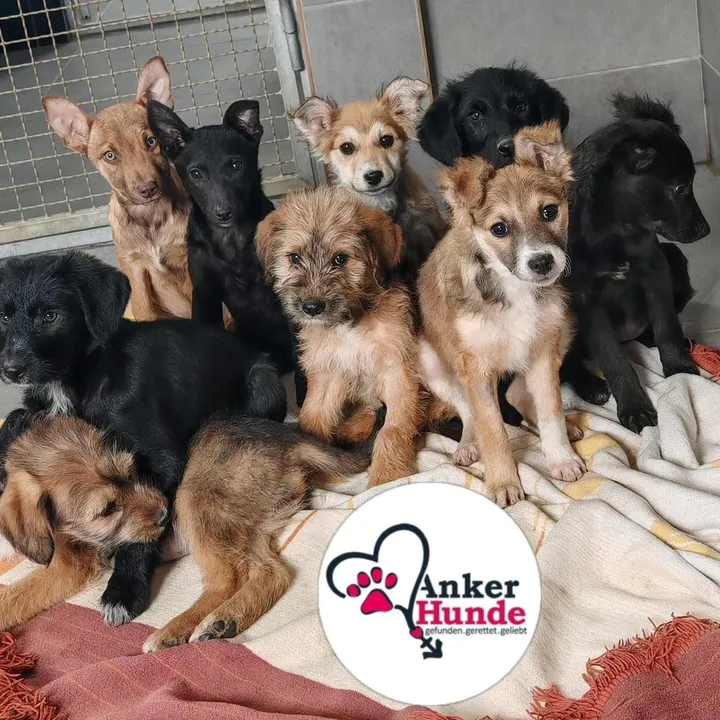 @ankerhunde