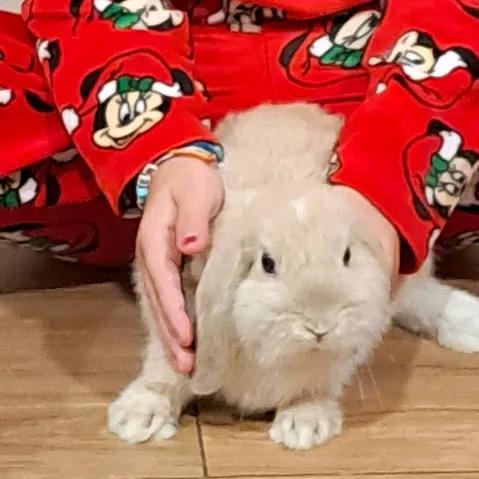 patatilla.rabbit