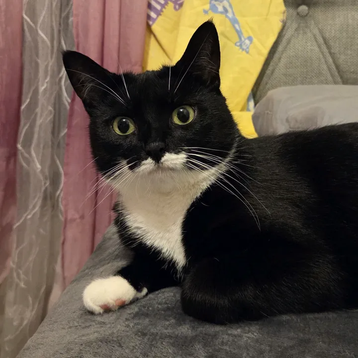 shz_bts