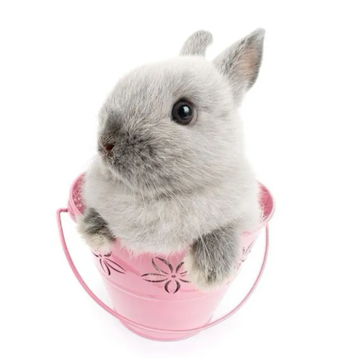 i_like_bunnies_alot