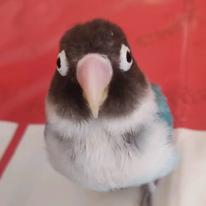 hikuexe
