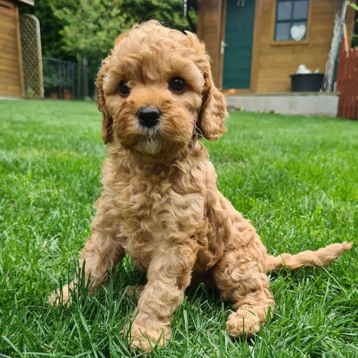 ruby_the_cockapoo