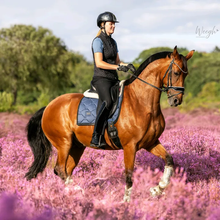 lvdp_equestrian