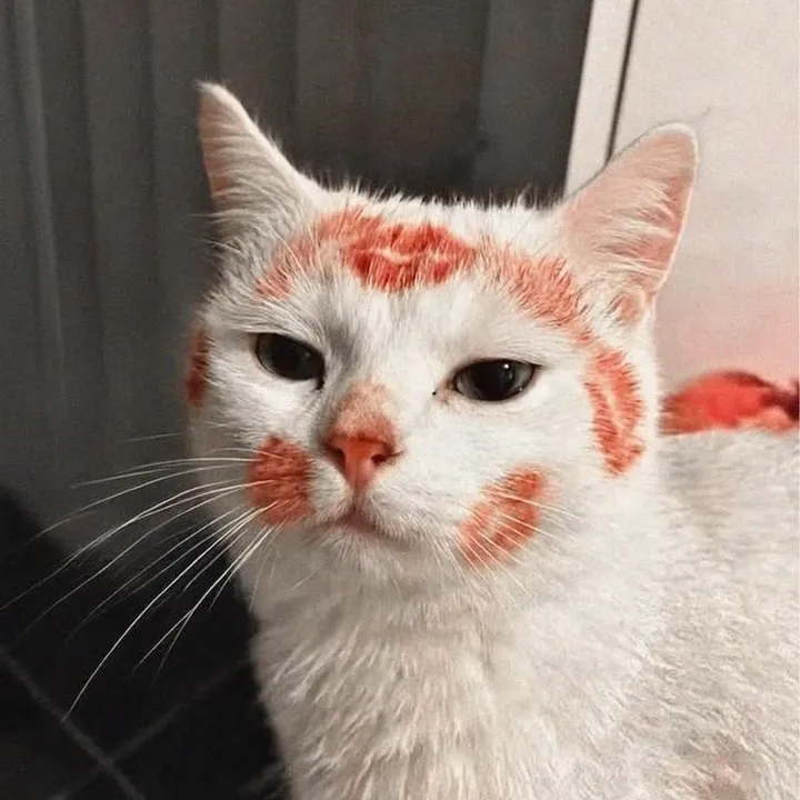 myrka_kisa