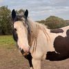 lacey_hobbyhors