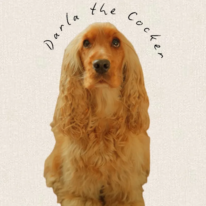 darla.the.cocker