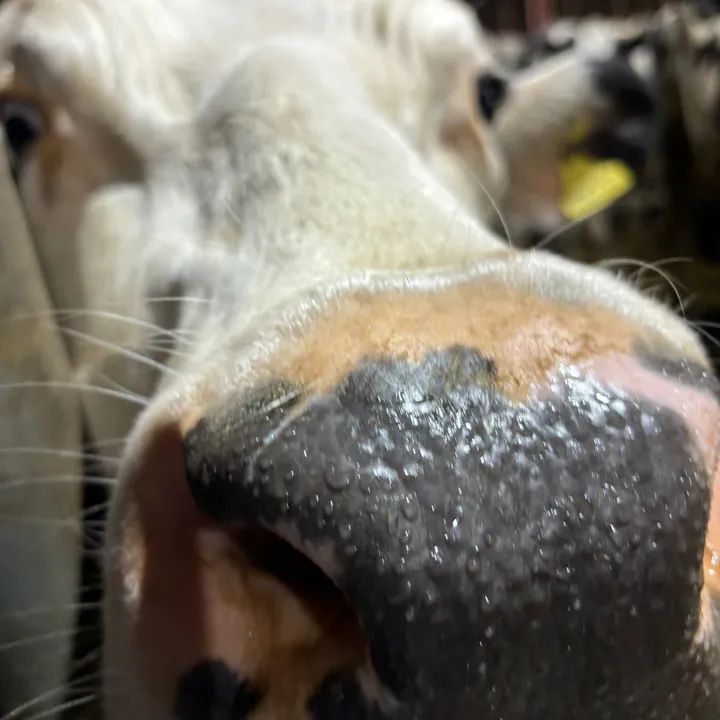 moovingtheherd