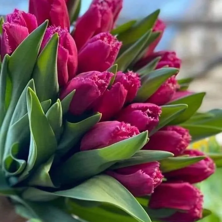 tulipe8430126
