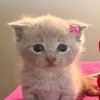 meowwiiiq4