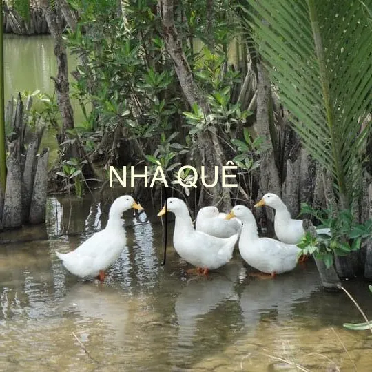 nhaque1985