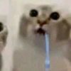 catnut_apr