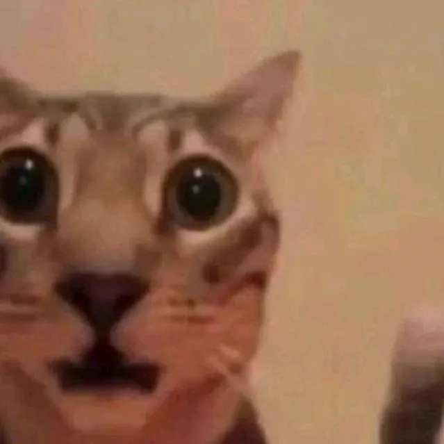 @meow_siem_