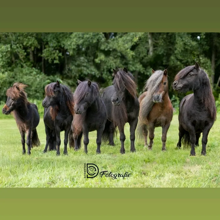 of.the.fannys.ranch