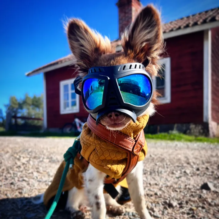 morrisminidog