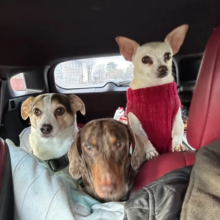 harpersbarkers