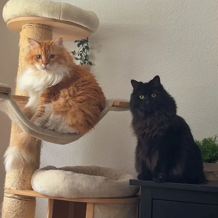 @boji_and_cooper