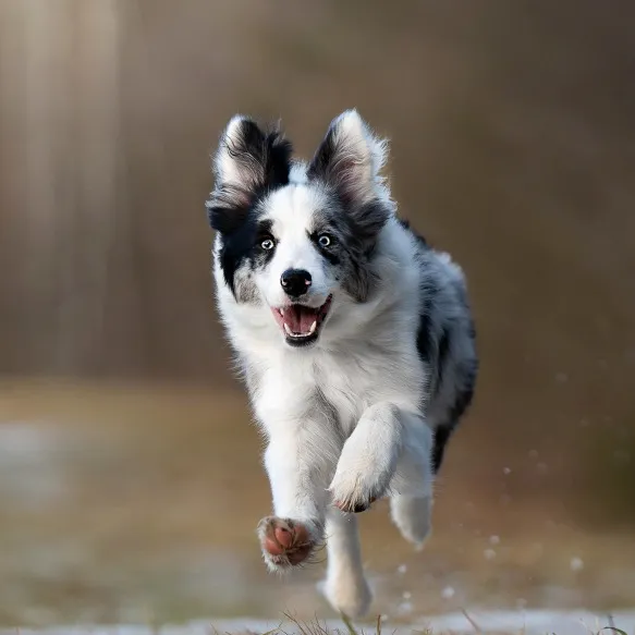 elisathebordercollie