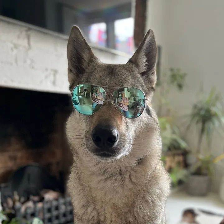 warwicks.wolfdog