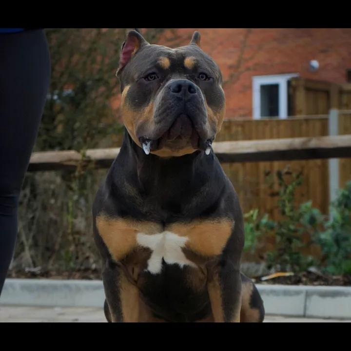 bullyranchespania