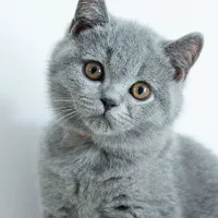 @bluemoonthecat