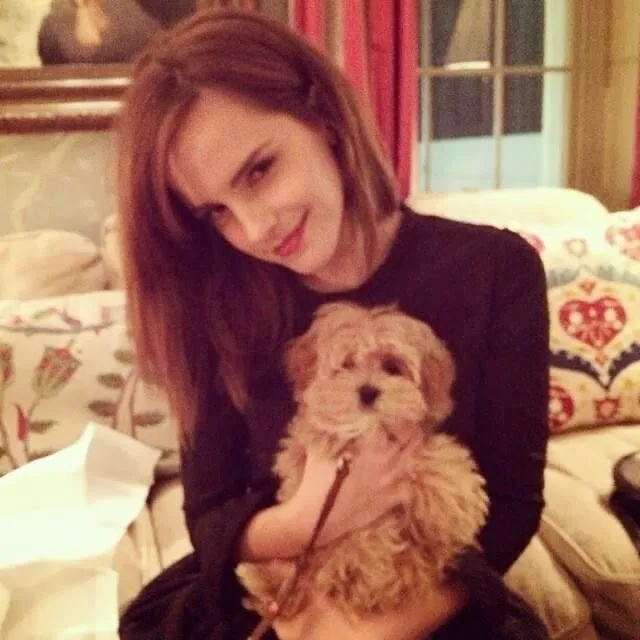 softfawnangel