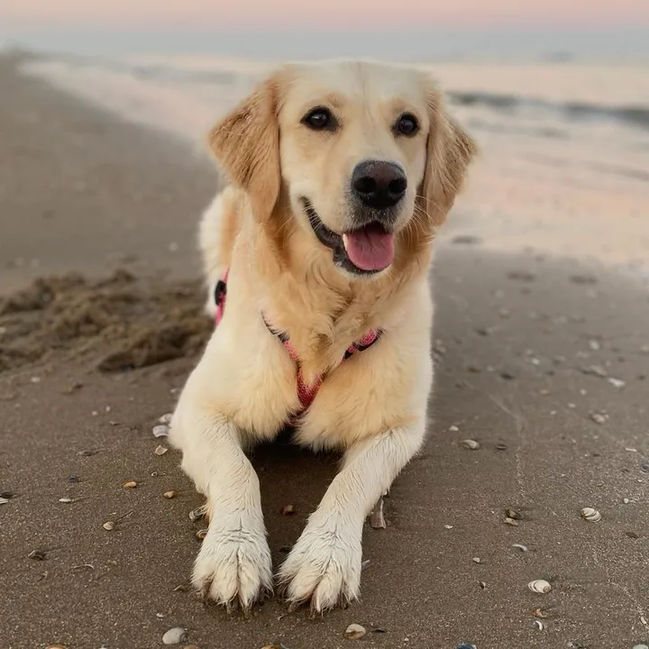 luna_the_goldiee