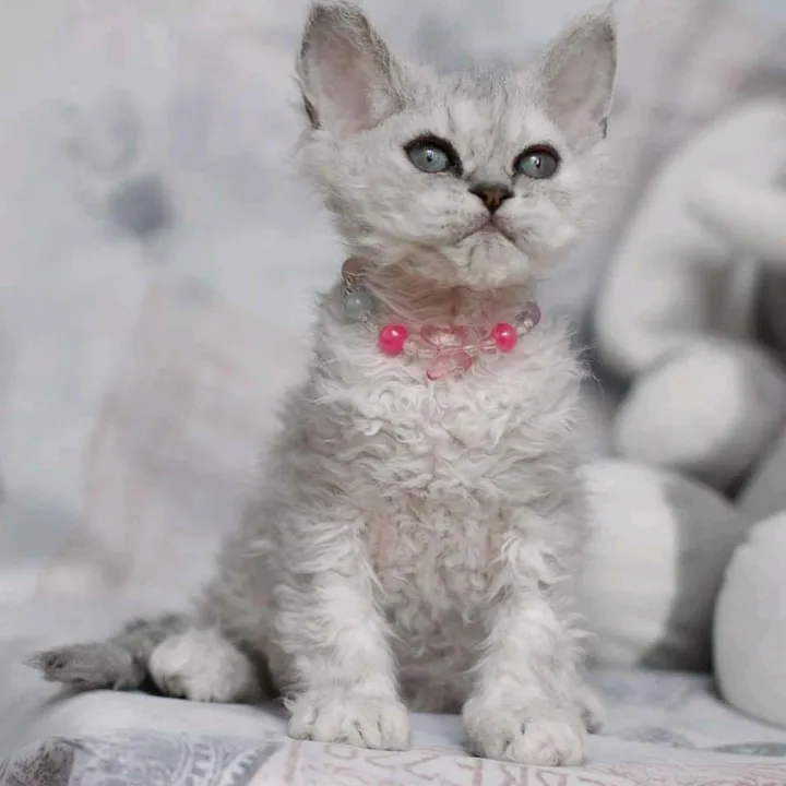 bluesapphirecats_tiktok