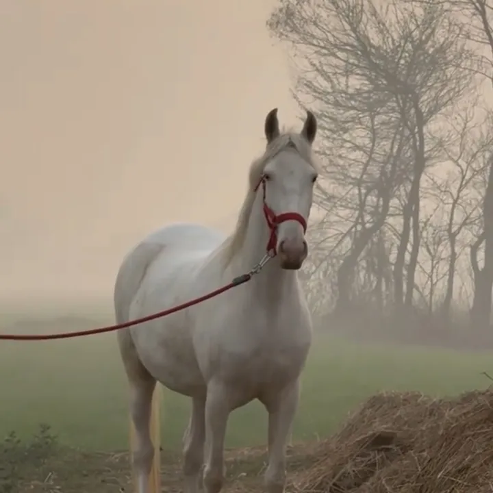 ishq_e_ghora2