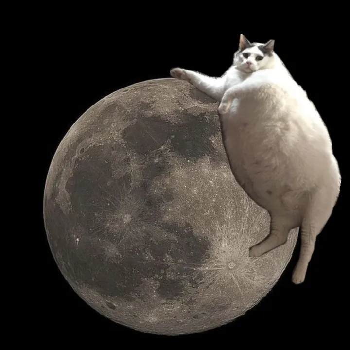 moon.catondc