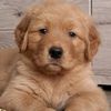 retriever_bailey
