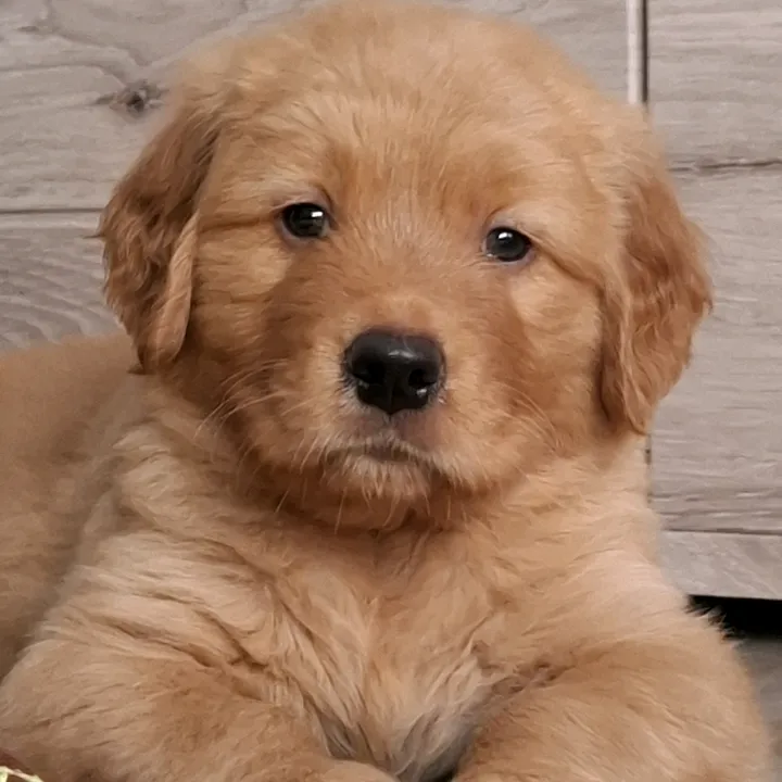 @retriever_bailey