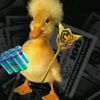 officialduckyfn