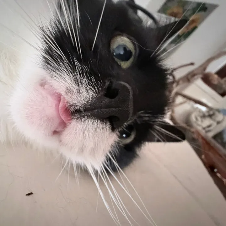 itsmochibug