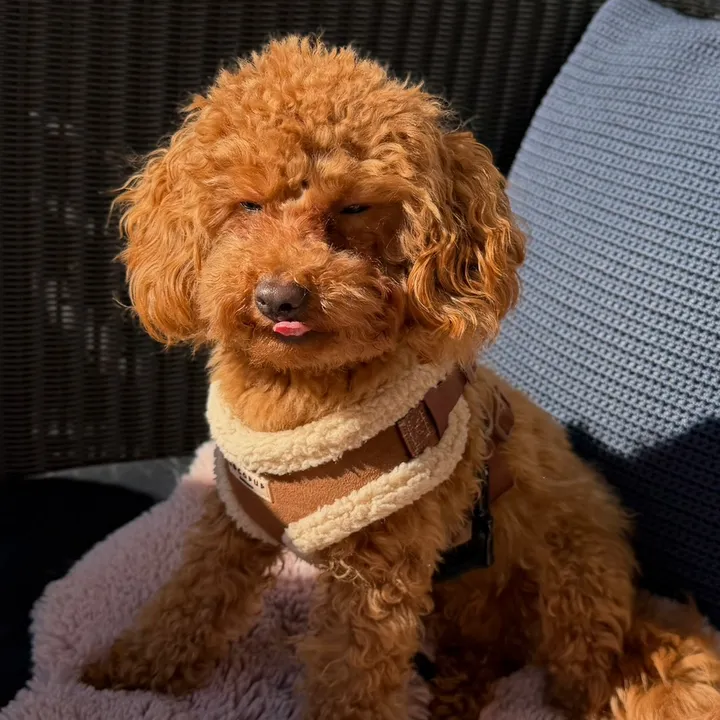 mickythepoo