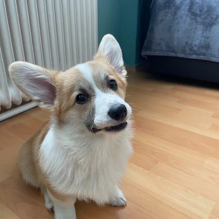 biancaaussie