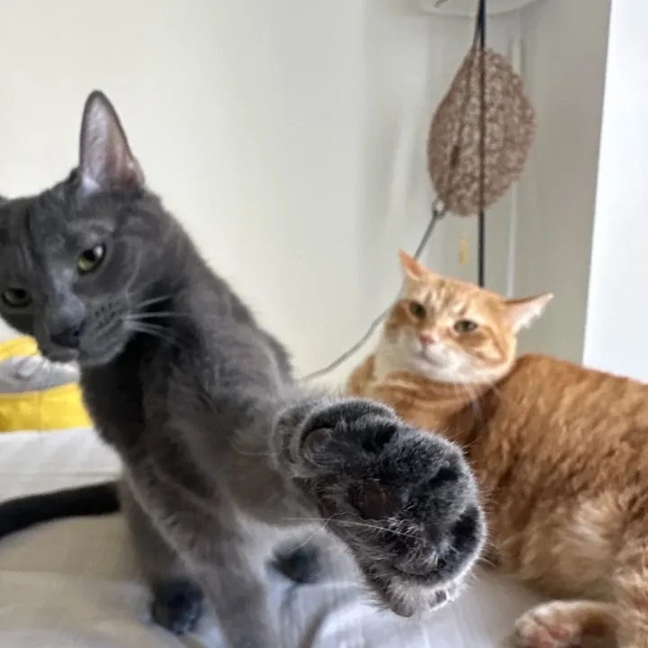 petmakers