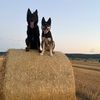 2working.dogs