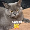 sprecx_mc