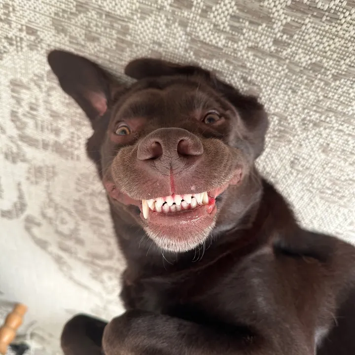 choccobuddy