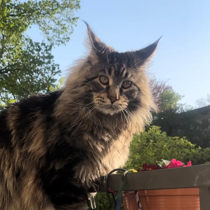 @mainecooncatneptun