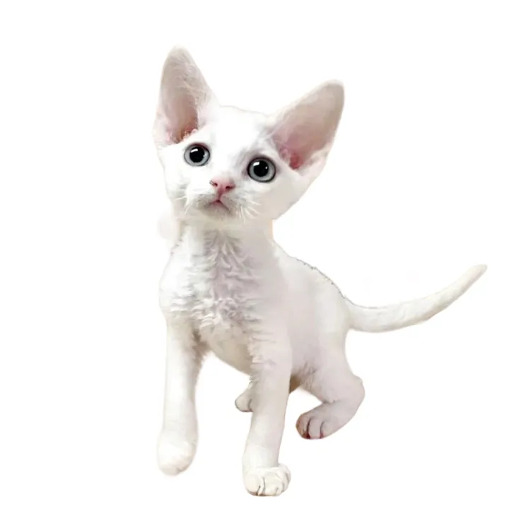 pet.cat.funny.smile