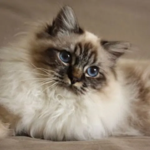 lesfelinsdangeline