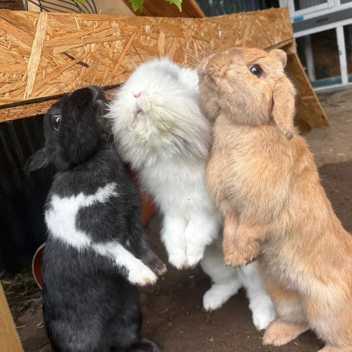 bonnie.bubble_rabbits