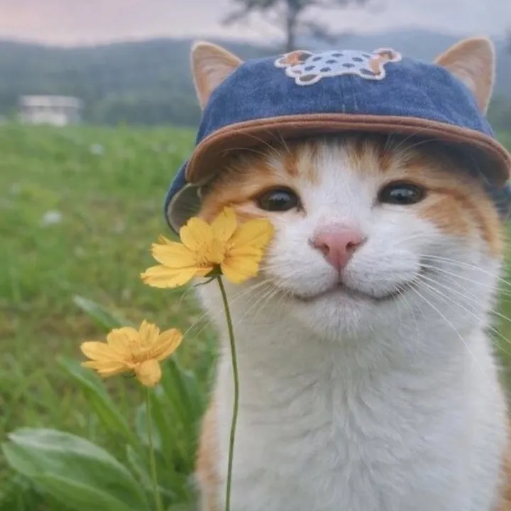 dalycats03