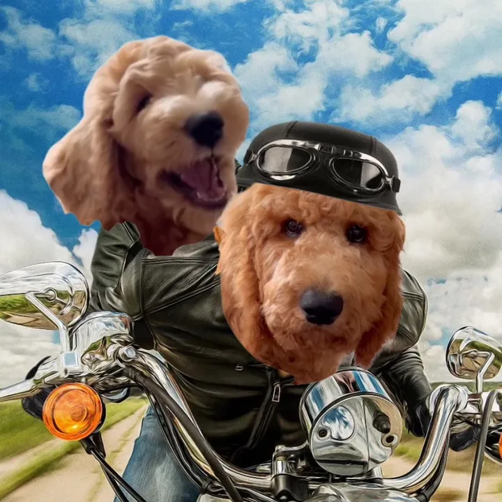 goldendoodle_benny_leo